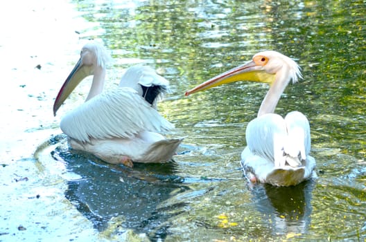 Beautiful swan on a lake.