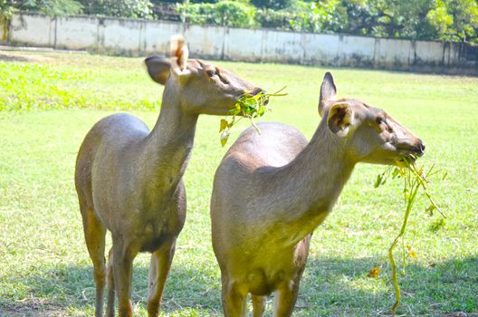 Close up of several tame deer looking to be fed.