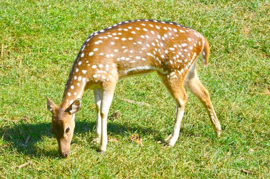 Whitetail deer doe in the field