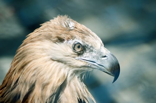 The beautiful eagle in a beautiful portraits