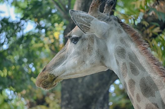 Closeup view of giraffe face.