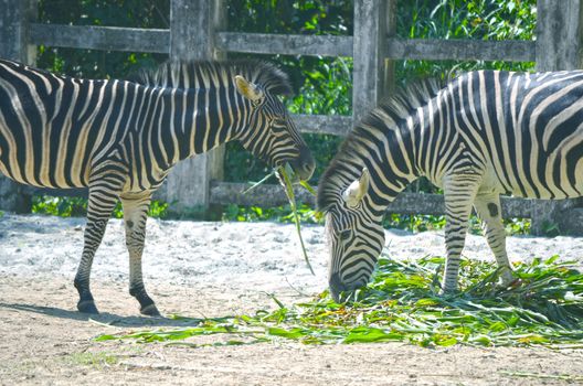 Very closeup of African Zebra