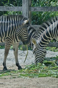 Very closeup of African Zebra