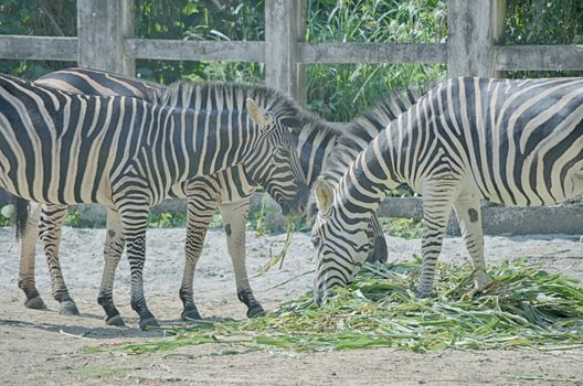 Very closeup of African Zebra