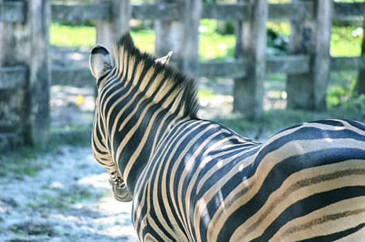 Very closeup of African Zebra