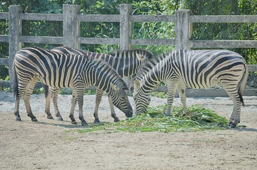 Very closeup of African Zebra