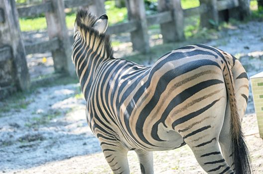 Very closeup of African Zebra