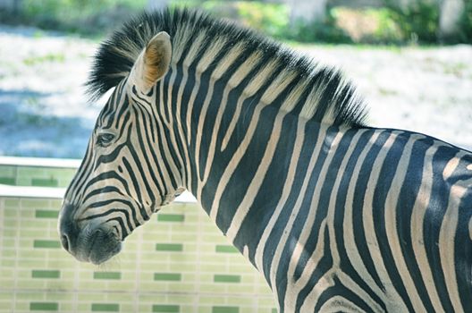 Very closeup of African Zebra