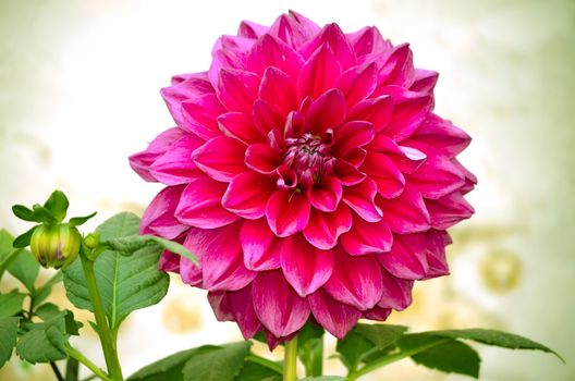 Dahlia autumn flower petals closeup.