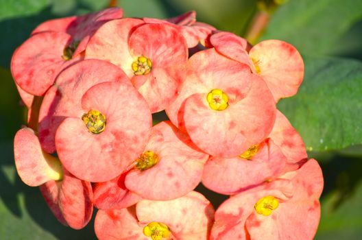 Pink color flowers in the garden captured very closeup