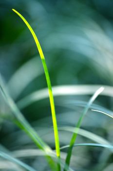 Autumn green grass over the sky