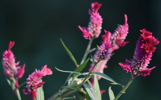 Pink color flowers in the garden captured very closeup.