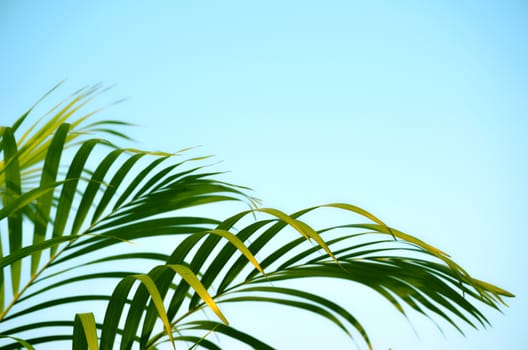 Close-Up Of green color Tree with sky