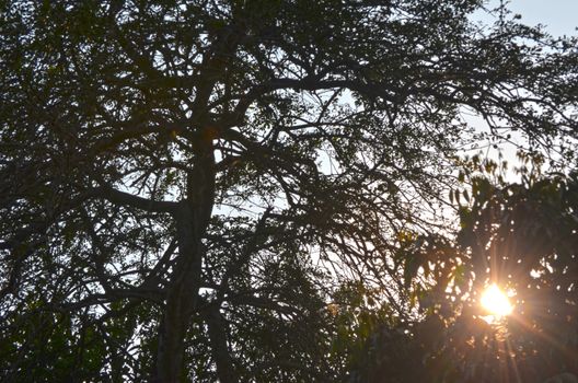 Natural Autumn tree on sky with sun