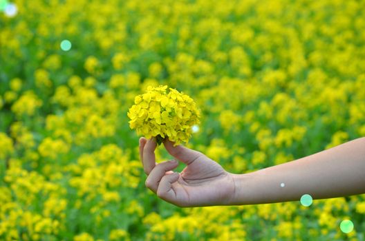 Yellow flower in hand with sunlight on garden field, isolate vintage style blur background.