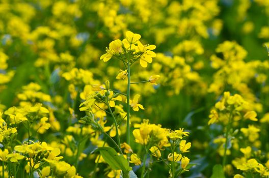 Beautiful yellow flower in field