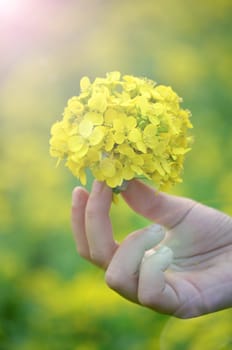 Yellow flower in hand with sunlight on garden field, isolate vintage style blur background.