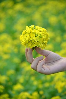 Yellow flower in hand with sunlight on garden field, isolate vintage style blur background.