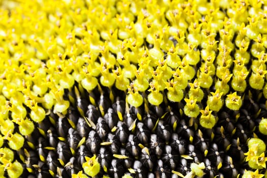   the flower of the ripening sunflower photographed by a close up. small depth of sharpness