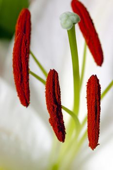   the flower of a lily photographed inside. close up. focus on a stamen