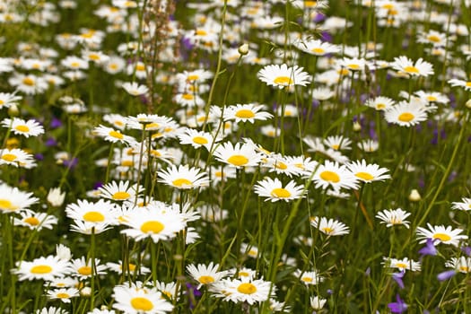 the white camomiles growing in a field. small depth of sharpness