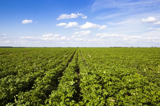  an agricultural field on which grow up potatoes