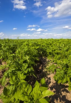   an agricultural field on which grow up potatoes. summertime of year