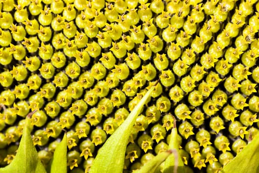  the flower of the ripening sunflower photographed by a close up. small depth of sharpness