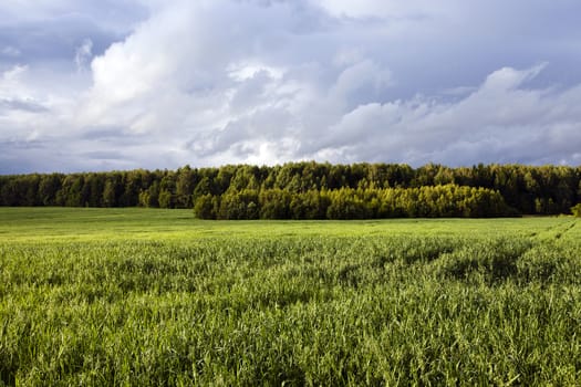   an agricultural field on which grow up green oats