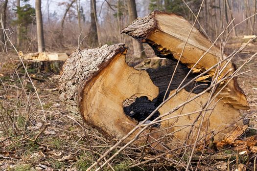   the territory of the wood on which the cut old trees lie. fall.