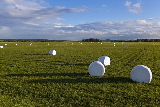   the grass packed into bales for feeding animal in a winter season