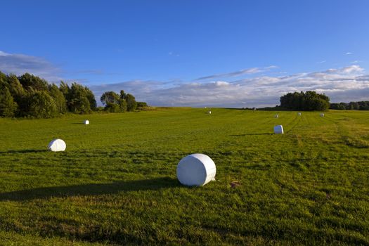  the grass packed into bales for feeding animal in a winter season