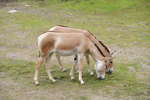 Two Equus hemionus kulan