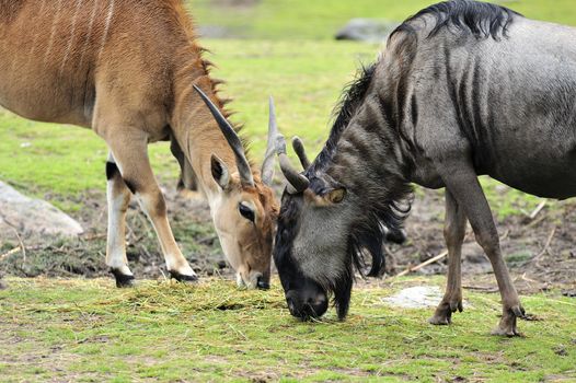 Closeup of a Wildebeest and a Antelope