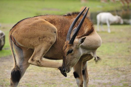 Closeup of a Taurotragus oryx