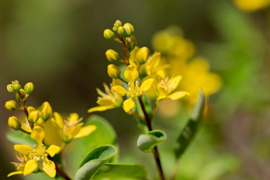 Yellow Flower