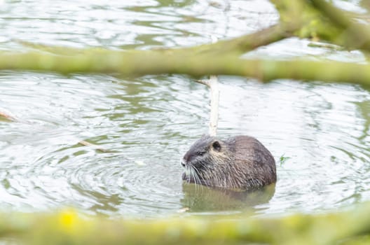 The Nutria (Myocastor coypus) also Coypu, water rat, coypu, nutria, beaver tail or tail of rat called.