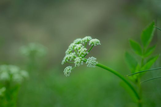 White Flower