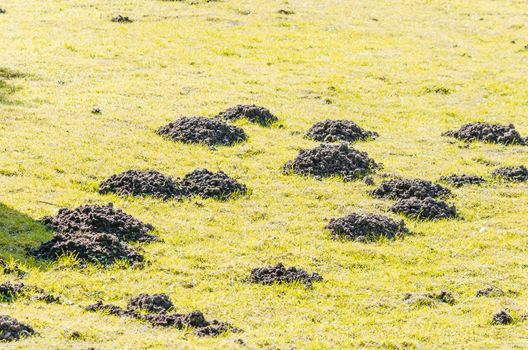 Diverse molehill on a lawn in the garden.