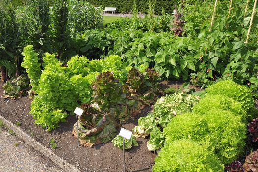 Spring Vegetable Produce Garden.