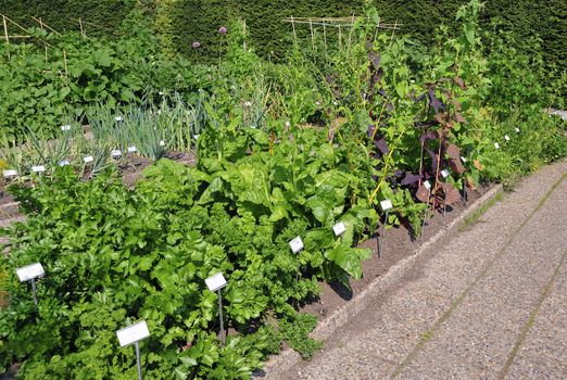 Spring Vegetable Produce Garden.