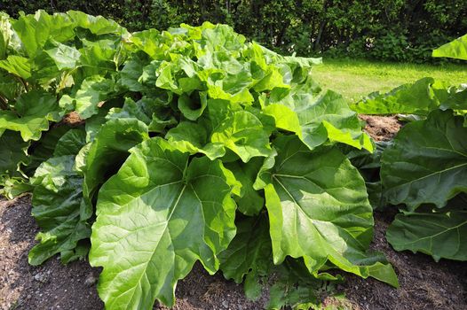 A ripening organic rhubarb plant growing in fresh mulching compost.