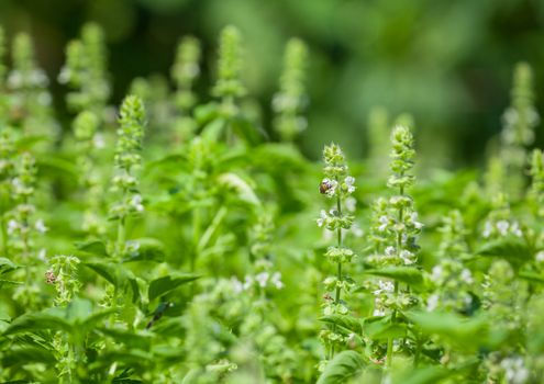 The basil field with flowers herb for aromatherapy .