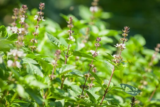 The basil field with flowers herb for aromatherapy .