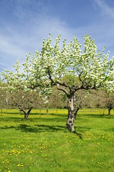 Apples tree in Swedish orchard.