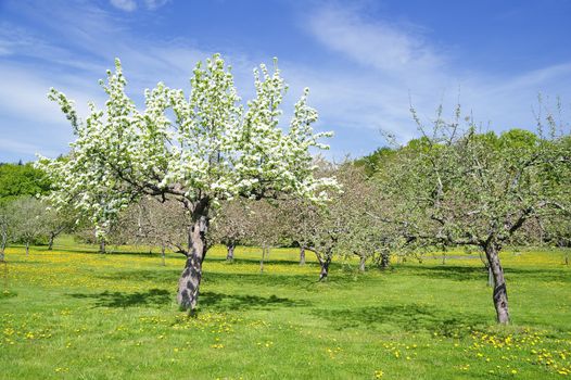 Apples tree in Swedish orchard.