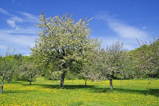 Apples on tree in Swedish orchard.