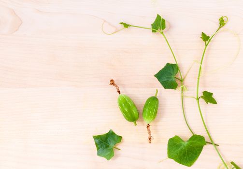 The ivy gourd, also known as baby watermelon, little gourd, gentleman's toes, The local herbal have been used for alternative medicine.