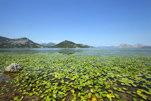   Lake Skadar located in Montenegro in summertime of year