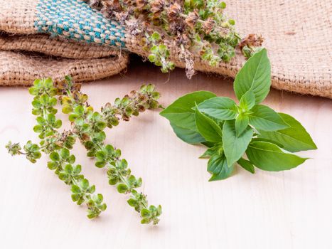 Lemon basil flower and seed with leafs prepair to planting next season.